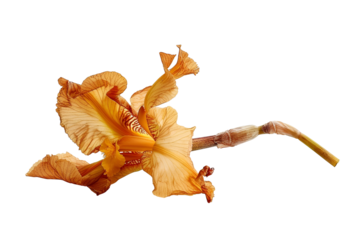 Orange Iris Flower Isolated Black Background