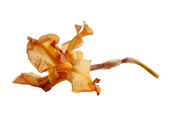 Orange Iris Flower Isolated Black Background