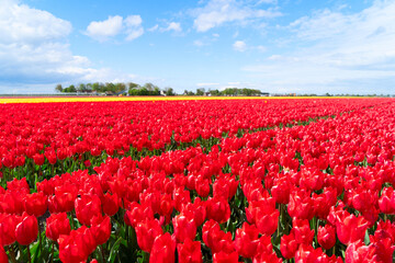 Dutch red tulip fields in sunny day