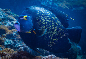 French Angelfish in Ilha Grande, Rio de Janeiro, Brazil