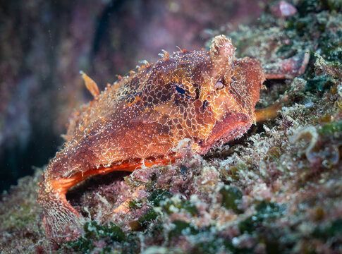 Shortnose Batfish in Ilha Grande, Rio de Janeiro, Brazil
