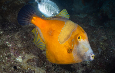Whitespotted filefish in Ilha Grande, Brazil