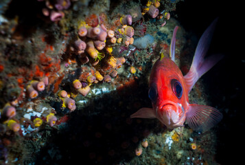 Squirrelfish staring at camera