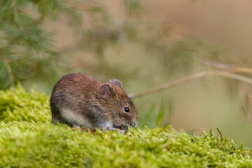 A cute bank vole looks for food on the ground. Vole in the nature habitat. Wildlife scene from european forest. Myodes glareolus