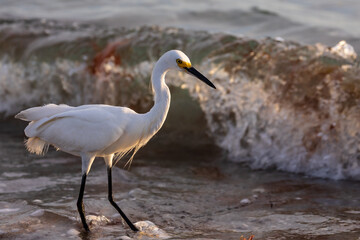 Snowy Egret
