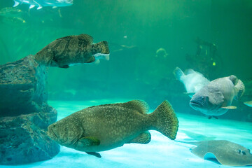 View of Giant Grouper and big fish in the tank, focus selective