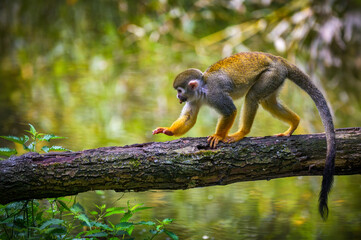 A common squirrel monkey balances on a tree branch above water, reaching forward with one hand.
