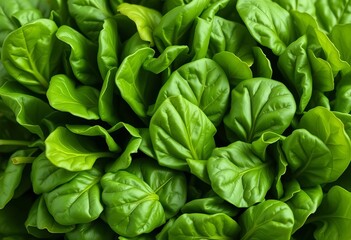 Vibrant green spinach leaves, showcasing texture and nutritional richness,  diet,   vibrant