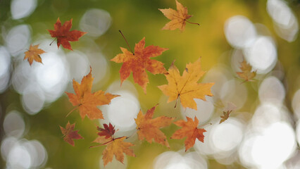 Falling Autumn Leaves Golden Yellow and Red Maple Leaves on Blurred Green Background