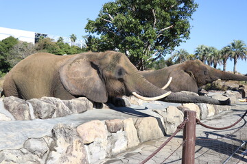 アドベンチャーワールド　餌やり　フィーディング　ゾウ