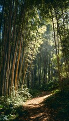 Naklejka premium Sunlit trail in bamboo forest