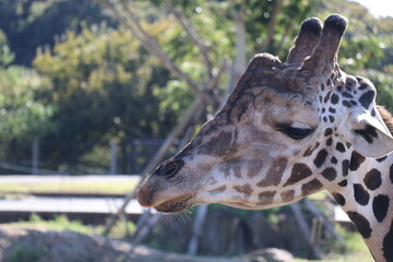 アドベンチャーワールド　餌やり　フィーディング　キリン
