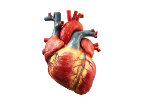 Realistic human heart anatomy detailed red blue yellow vascular system organ medical image, Isolated, Png Transparent Background