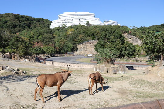 アドベンチャーワールド、和歌山県