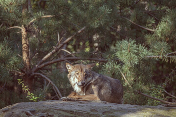 adult gray European wolf in natural environment, resting under tree