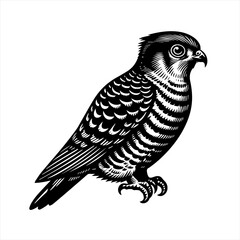 Black and white illustration of a perched falcon bird