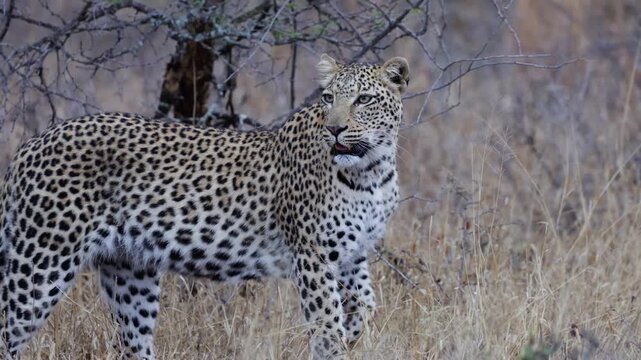 A leopardess and her sub adult cub on the move