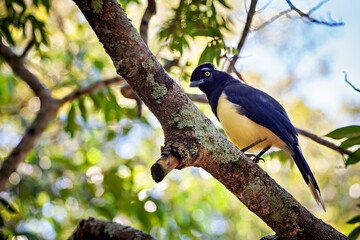 A Blue Capped Raven