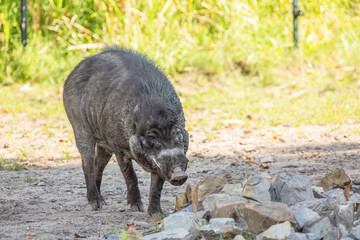 Big adult boar of Visayan warty pig Sus cebifrons