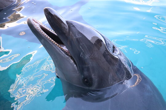 イルカショー Images – Browse 980 Stock Photos, Vectors, and Video