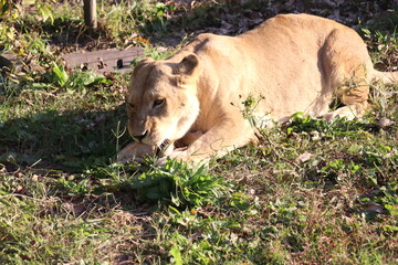アドベンチャーワールド、和歌山県