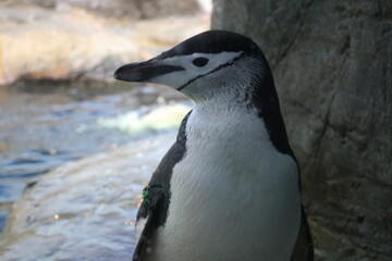 Obraz premium アドベンチャーワールド、和歌山県