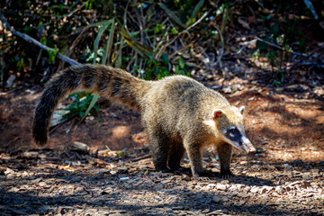 A South American coati at the iguazu waterfalls