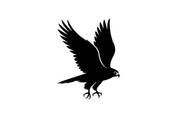 Obraz premium Falcon in flight bird raptor