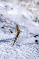 Rime ice of a plant during first snow in the autumn in French Alps.