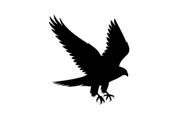 Obraz premium Majestic Peacock Displaying Tail Feathers bird animal