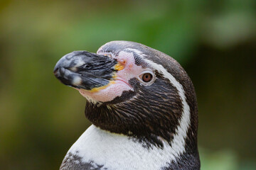Humboldt Penguin, Colony Spheniscus humboldti