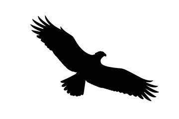 Soaring Eagle Silhouette bird flying