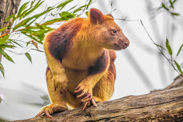 Obraz premium Goodfellow's Tree Kangaroo, portrait of very cute rare red animal.
