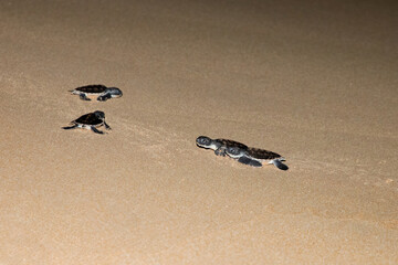 baby sea turtle goes to the water, towards ocean