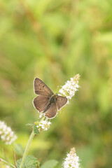 Papillons de France