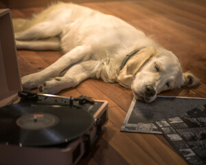 Golden Retriever puppy sleeping peacefully next to a vinyl record and a turntable on a wooden...
