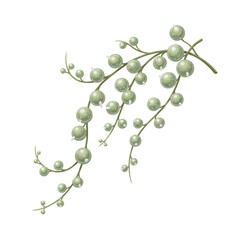 Illustration of a cascading green plant with round berries on a white background, concept for botanical design elements, floral arrangements and nature-inspired illustrations.