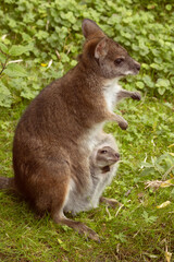 Bennett's wallaby Macropus or Notamacropus rufogriseus