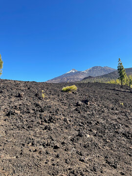 Volcanic Landscape with Vivid Green Vegetation near Mount Teide &ndash; Unique Contrast of Rocky Terrain and Flashy Plant Life During a Hike in Tenerife, Canary Islands
