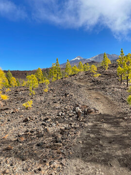 Volcanic Landscape with a Row of Vivid Green Trees near Mount Teide &ndash; Striking Contrast Between Dark Rocky Terrain and Almost Fluorescent Vegetation in Tenerife, Canary Islands