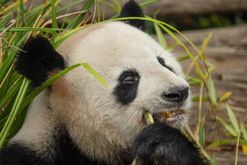 giant black and white panda is eating bamboo. Large animal closeup
