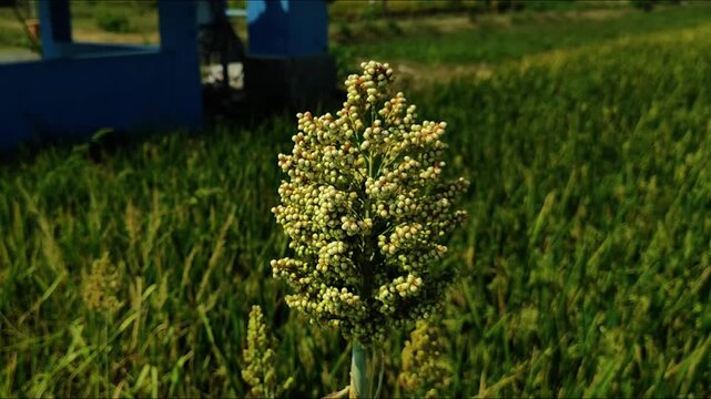 Organic sorghum farming in Indonesia. Agricultural concept