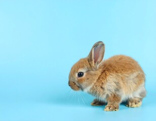 Fototapeta premium Cute baby bunny on blue background (1)