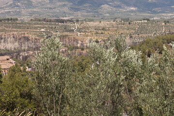 Fototapeta premium A vast landscape of terraced hills and olive groves stretches toward distant mountains under a hazy sky. The scene showcases agricultural beauty and Mediterranean terrain in warm light.