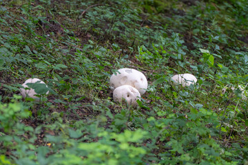 Group of giant puffballs Calvatia gigante in a clearing. Several giant puffballs grow scattered in a green clearing. The spherical mushrooms show bite marks on their surface.