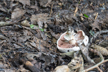 Agaricus mushroom on the forest floor. A shielded mushroom lies among damp leaves. The pink gills and white stem are clearly visible.
