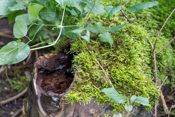 Moss on a tree stump with a creeper. A mossy tree stump displays bright green cushions, while a creeper entwines itself over it. The stump is partially hollow.