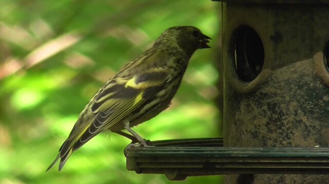 Female Eurasian Siskin (Spinus spinus) Eating Sunflower Hearts Seeds on a Bird Feeder