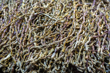 Intricate Textures of Dried Roots: A Natural Tapestry of Earthy Tones