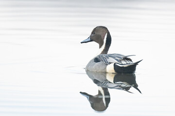 Pintail duck reflected on calm water in the morning